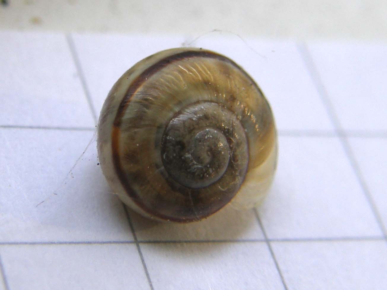 Piccola chiocciola da identificare
