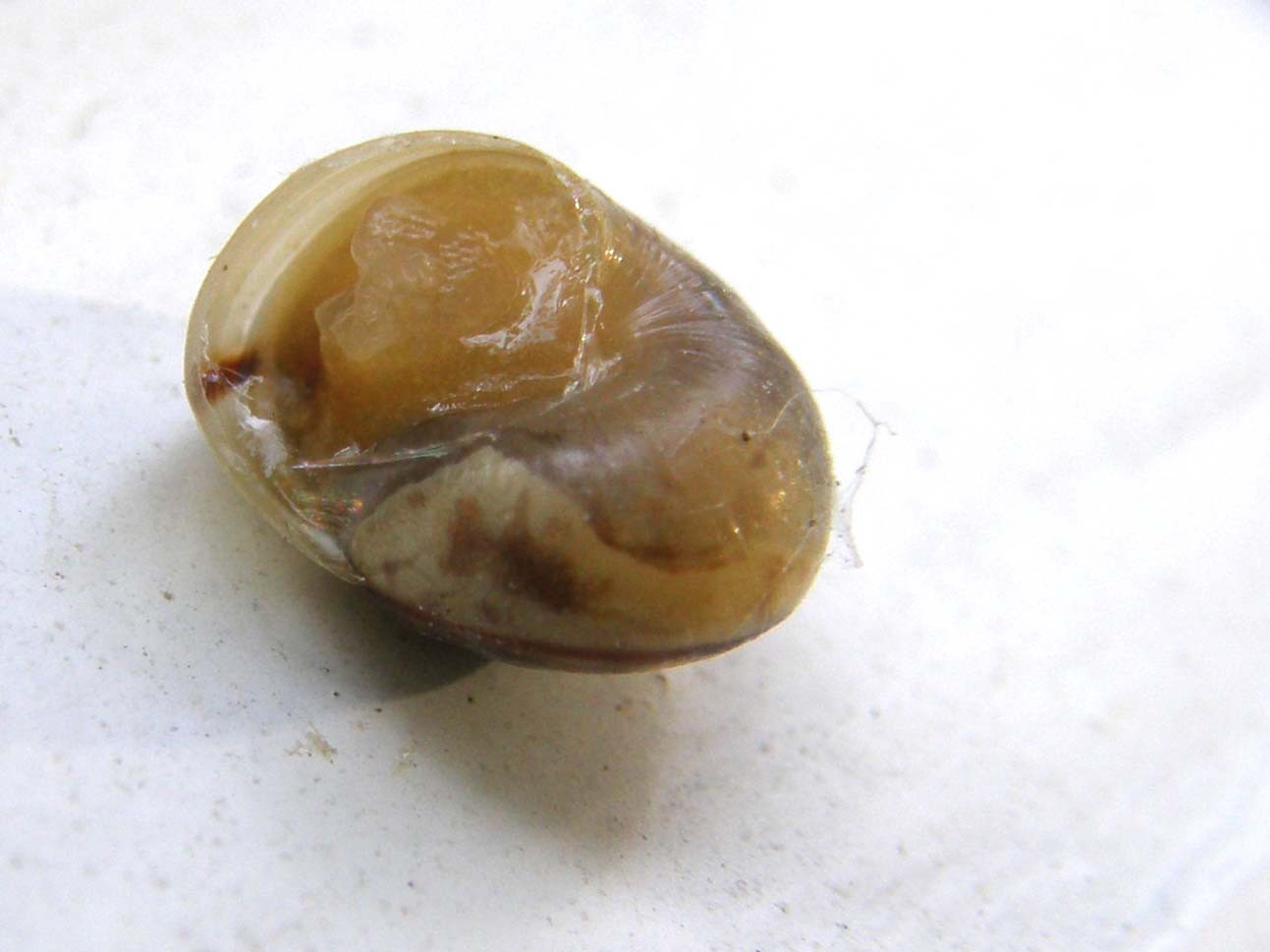 Piccola chiocciola da identificare