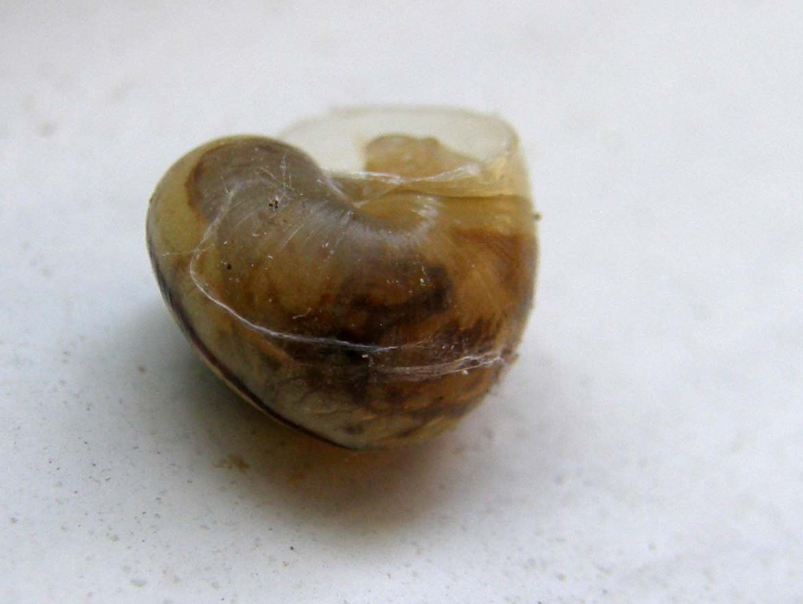 Piccola chiocciola da identificare