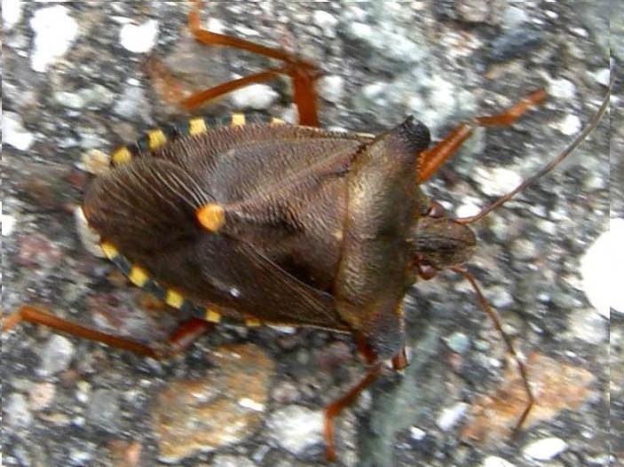 Pentatomidae: Pentatoma rufipes di Siusi