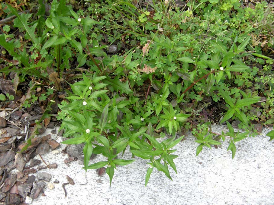 Eclipta prostrata (Asteraceae) a Milano