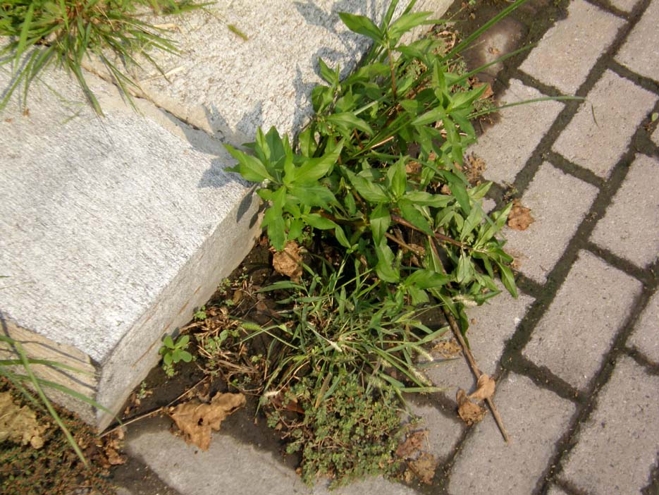 Eclipta prostrata (Asteraceae) a Milano