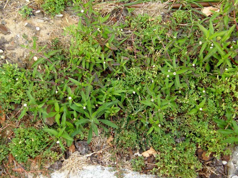 Eclipta prostrata (Asteraceae) a Milano