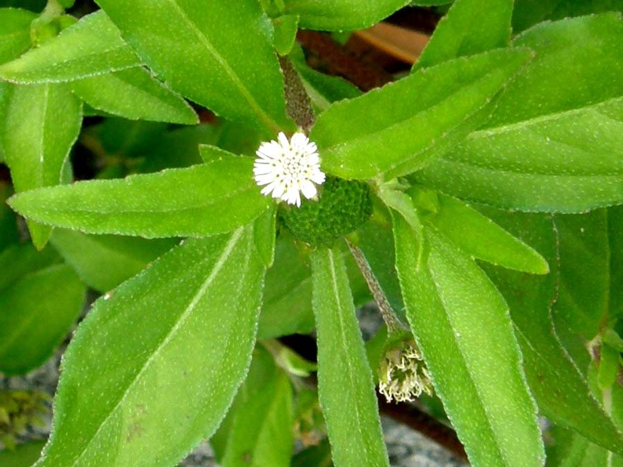 Eclipta prostrata (Asteraceae) a Milano