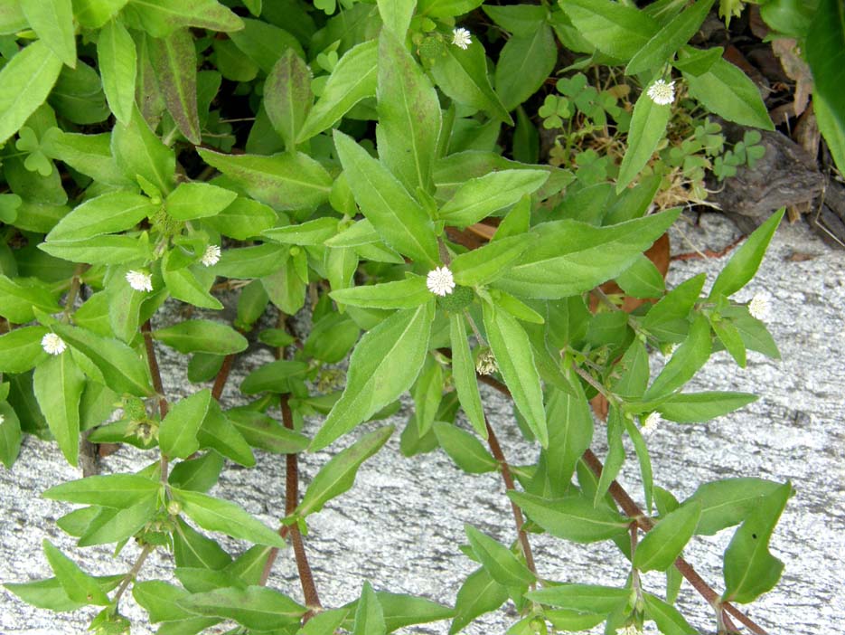 Eclipta prostrata (Asteraceae) a Milano