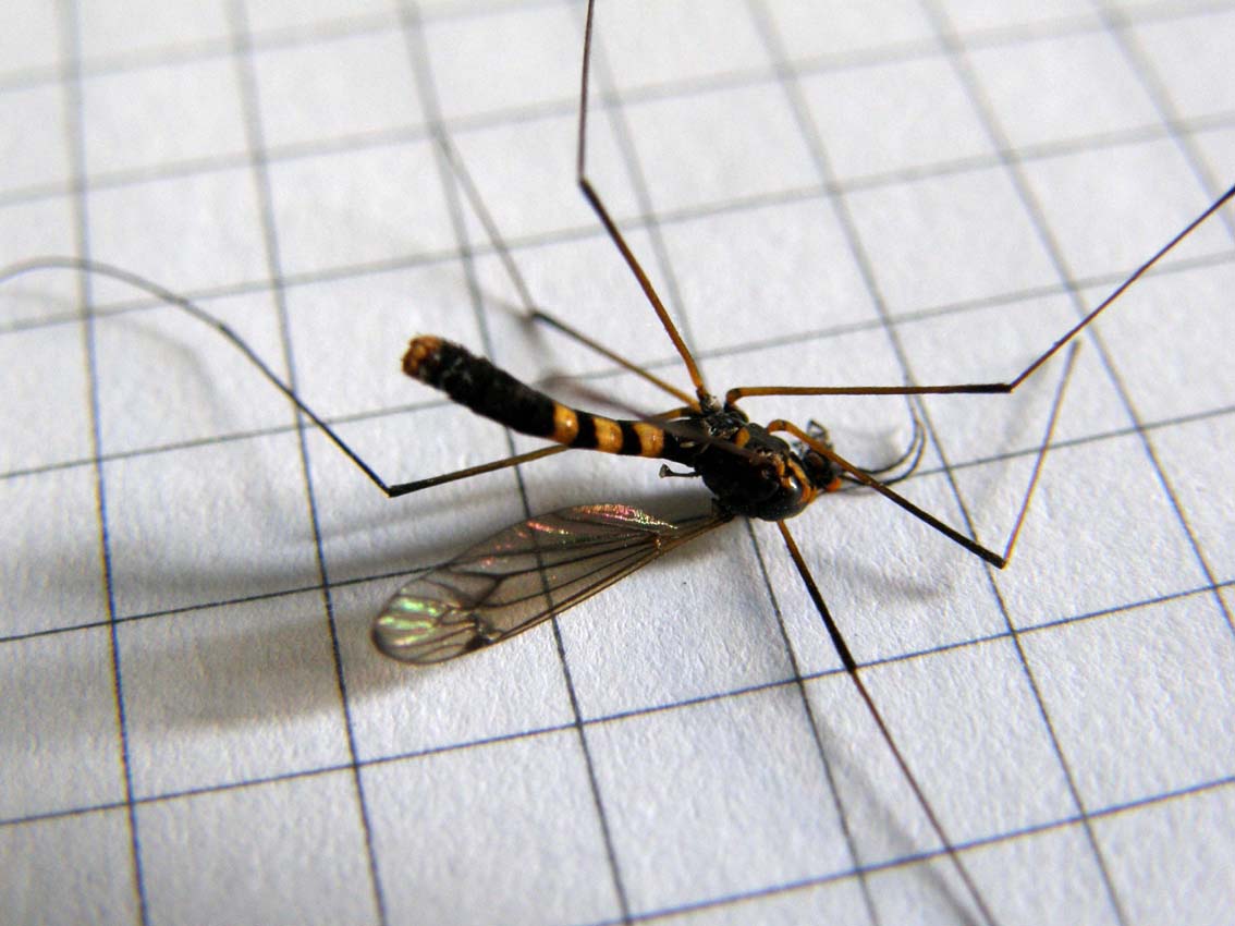 Tipulidae dall''addome zebrato: Nephrotoma crocata