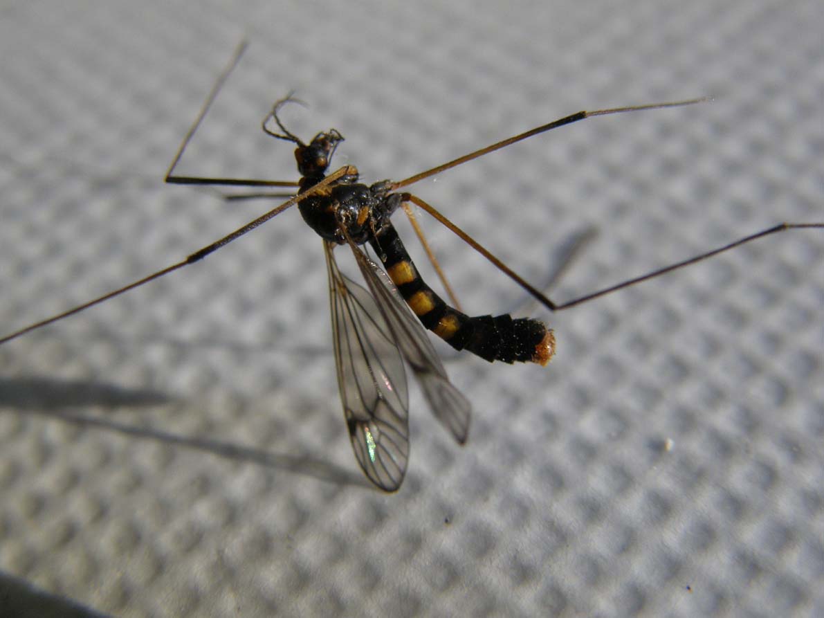 Tipulidae dall''addome zebrato: Nephrotoma crocata
