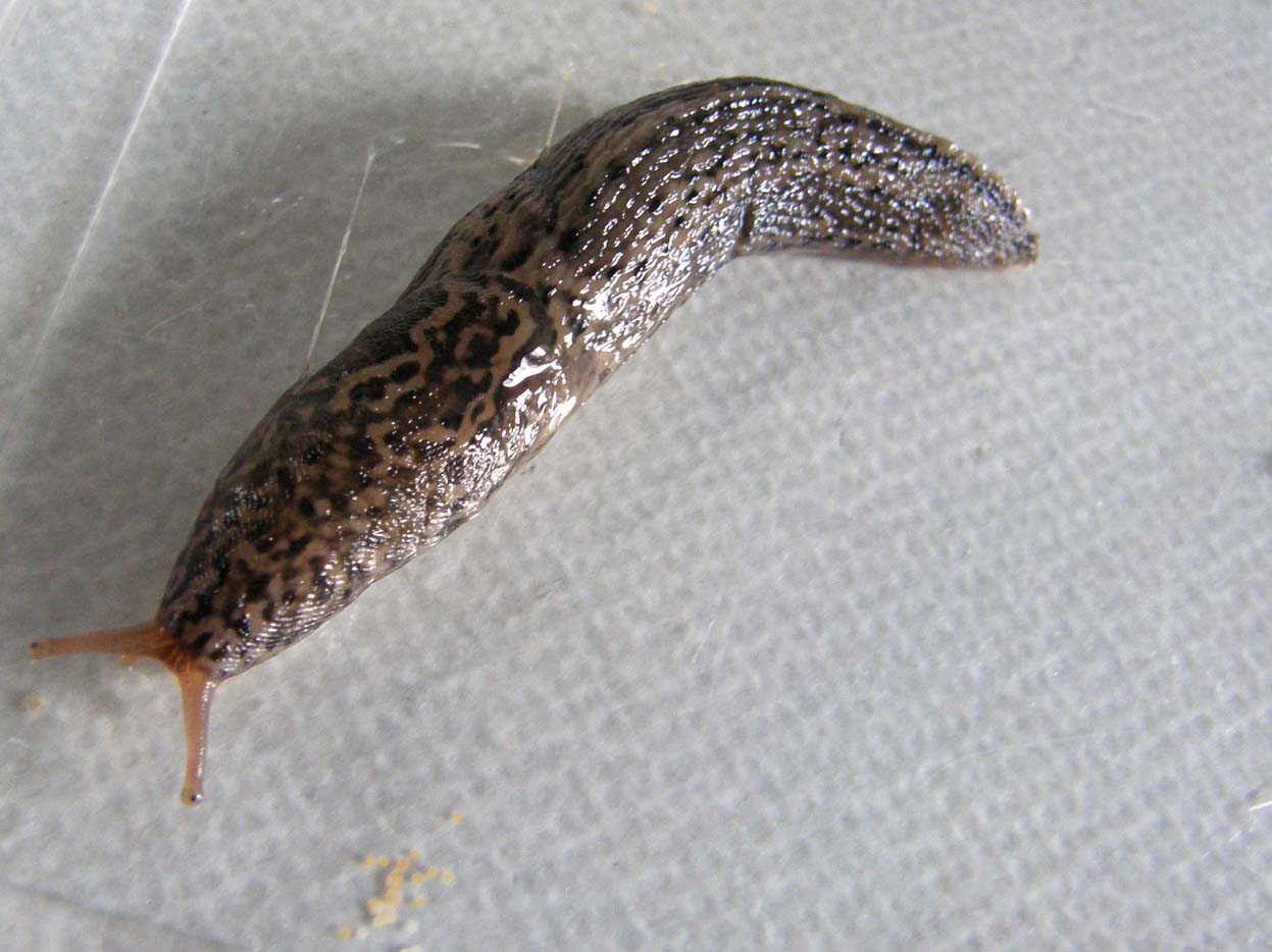 Limax psarus da Milano (?)