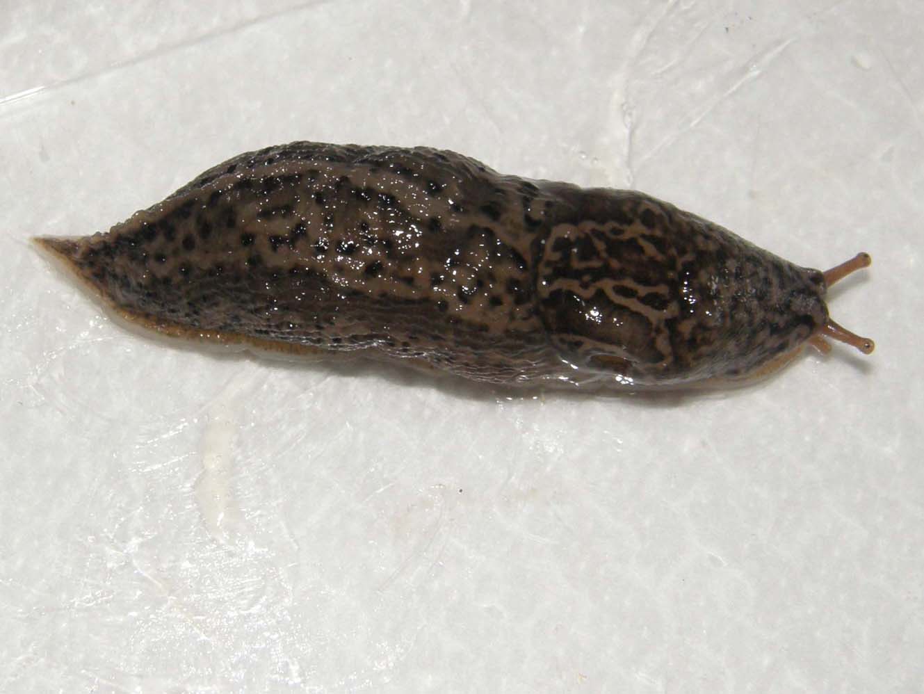 Limax psarus da Milano (?)