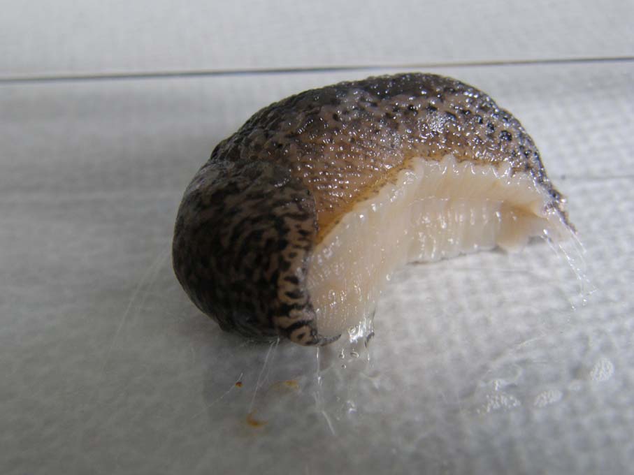 Limax psarus da Milano (?)