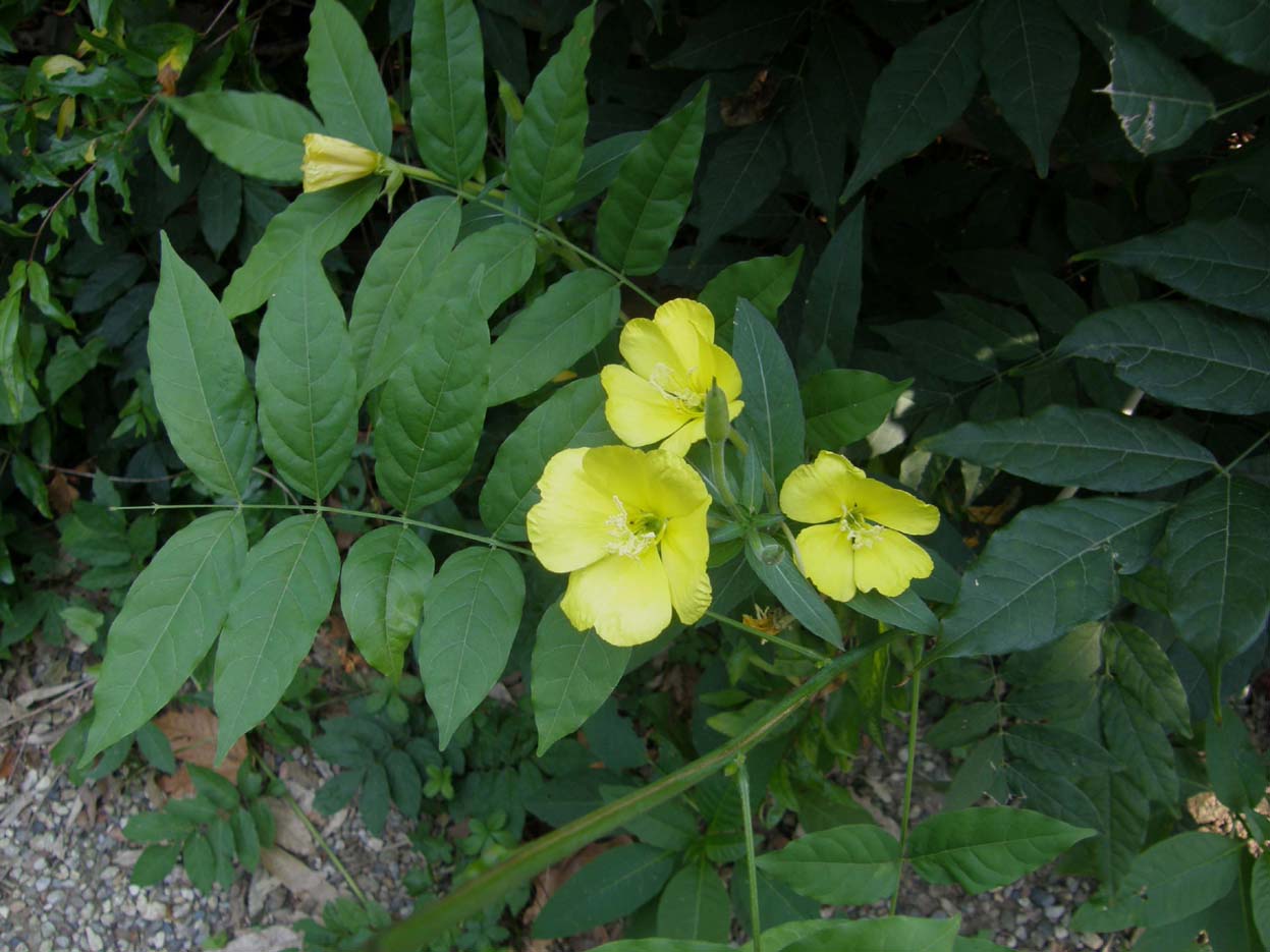 Oenothera sp. (Myrtales - Onagraceae)