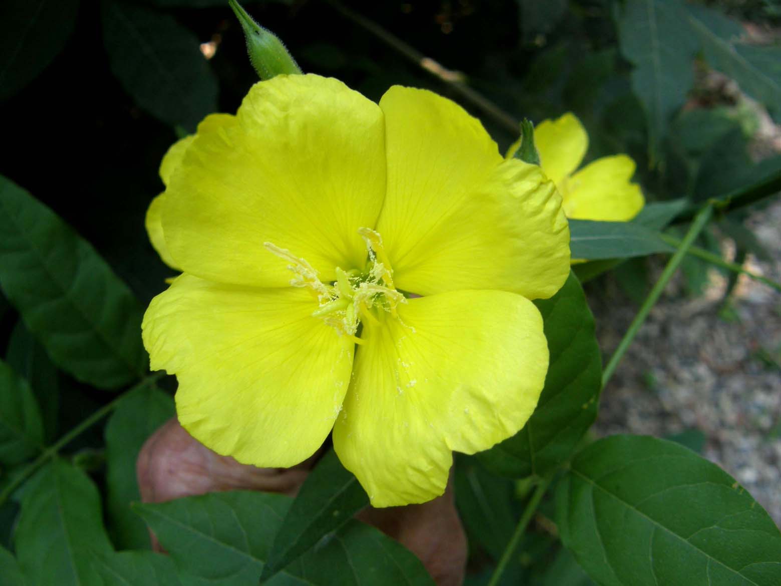 Oenothera sp. (Myrtales - Onagraceae)
