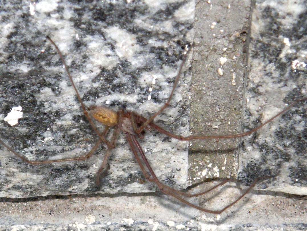 Tegenaria sp.