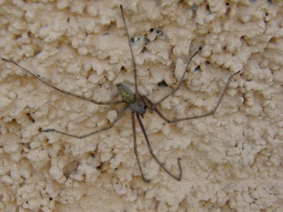 Tegenaria sp.
