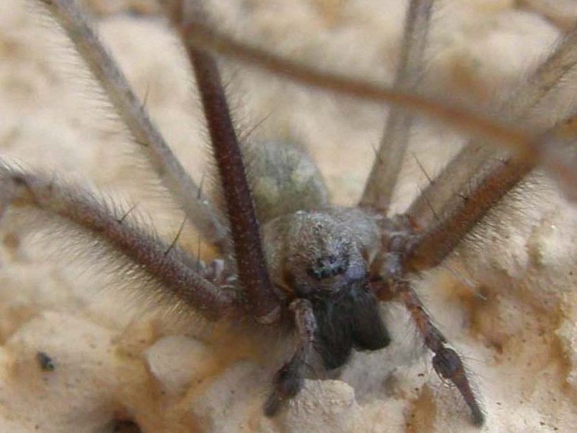 Tegenaria sp.