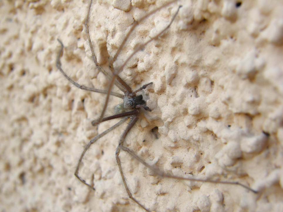 Tegenaria sp.