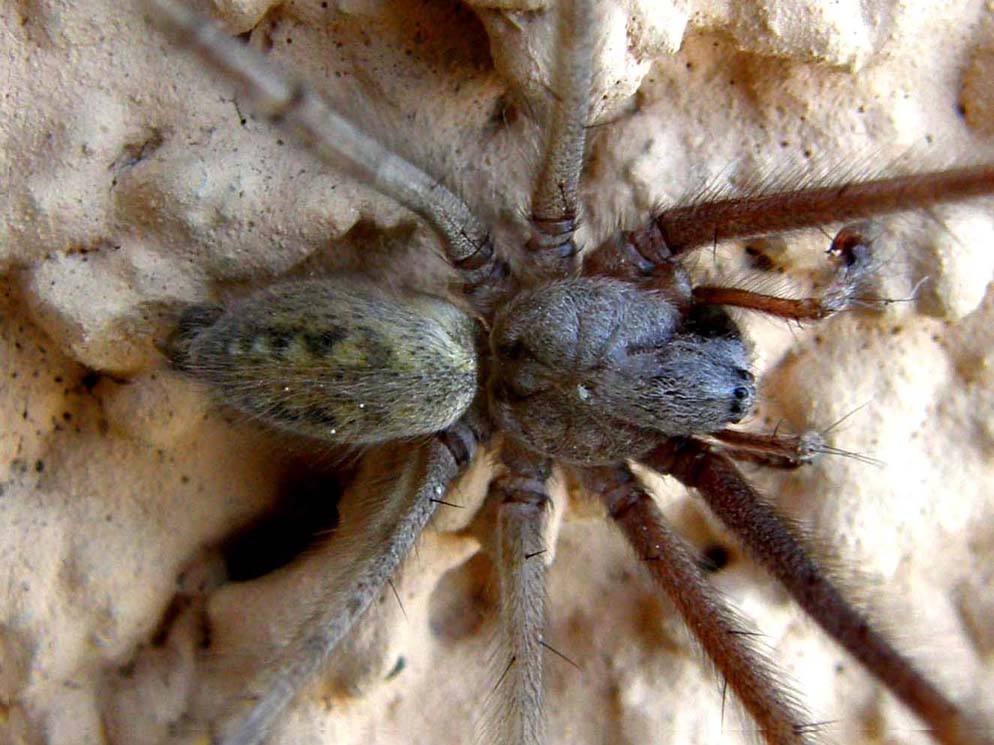 Tegenaria sp.