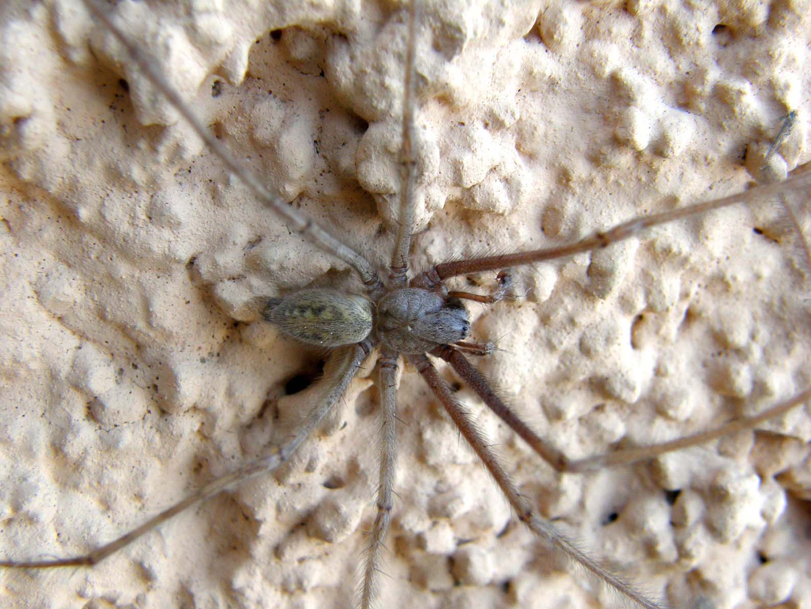 Tegenaria sp.