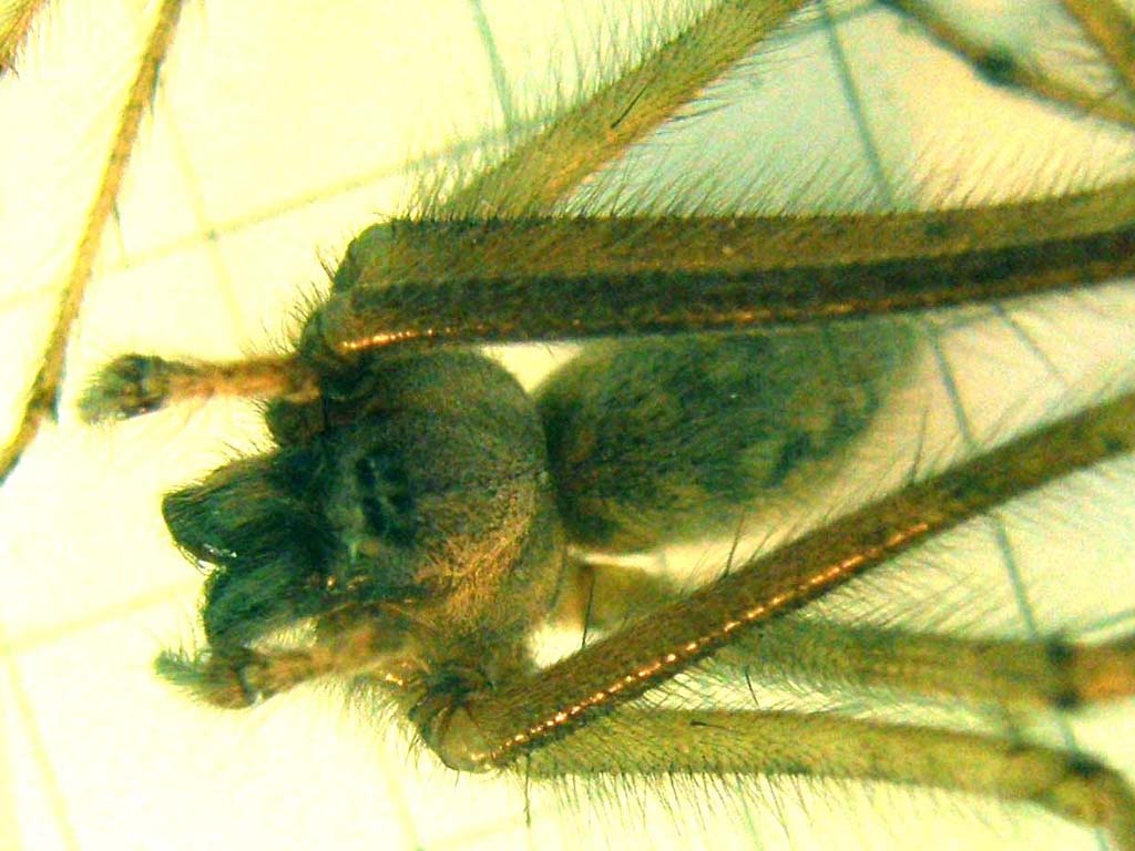 Tegenaria sp.