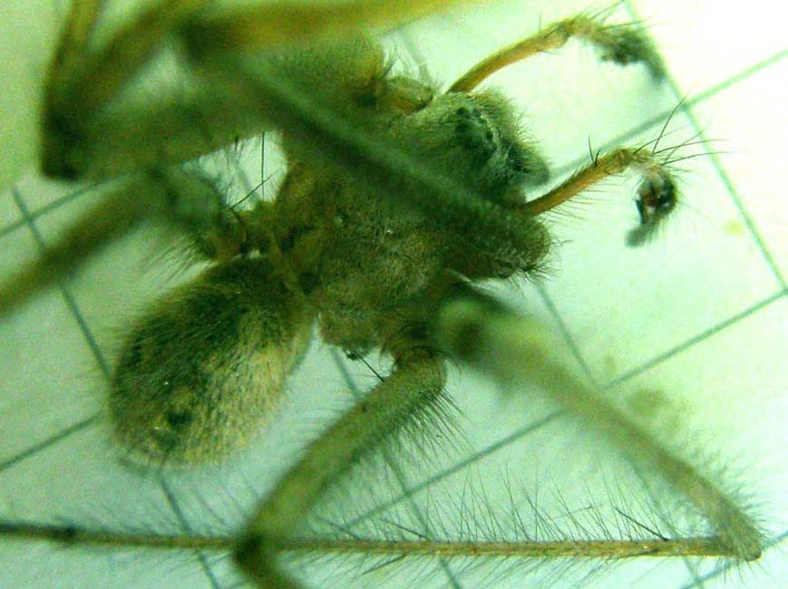 Tegenaria sp.