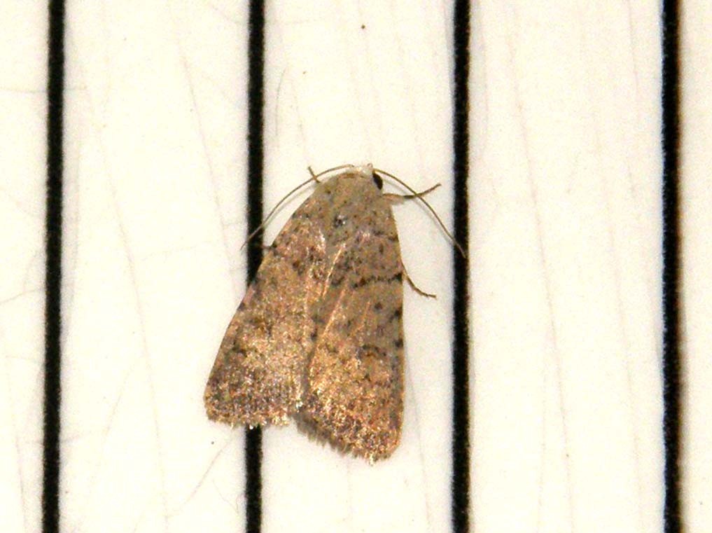 Caradrina  clavipalpis (Noctuidae)