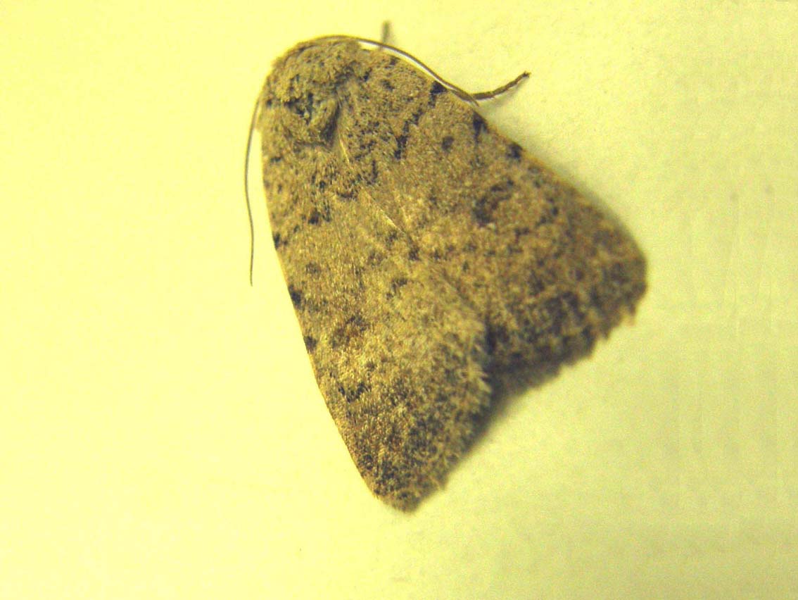 Caradrina  clavipalpis (Noctuidae)