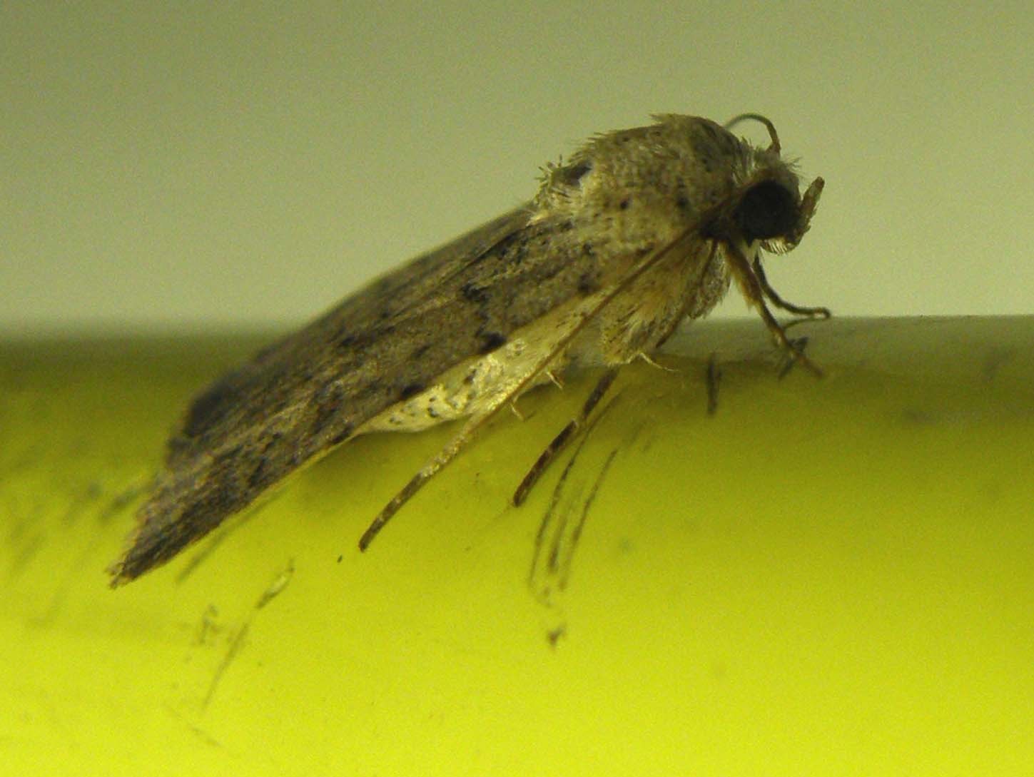 Caradrina  clavipalpis (Noctuidae)