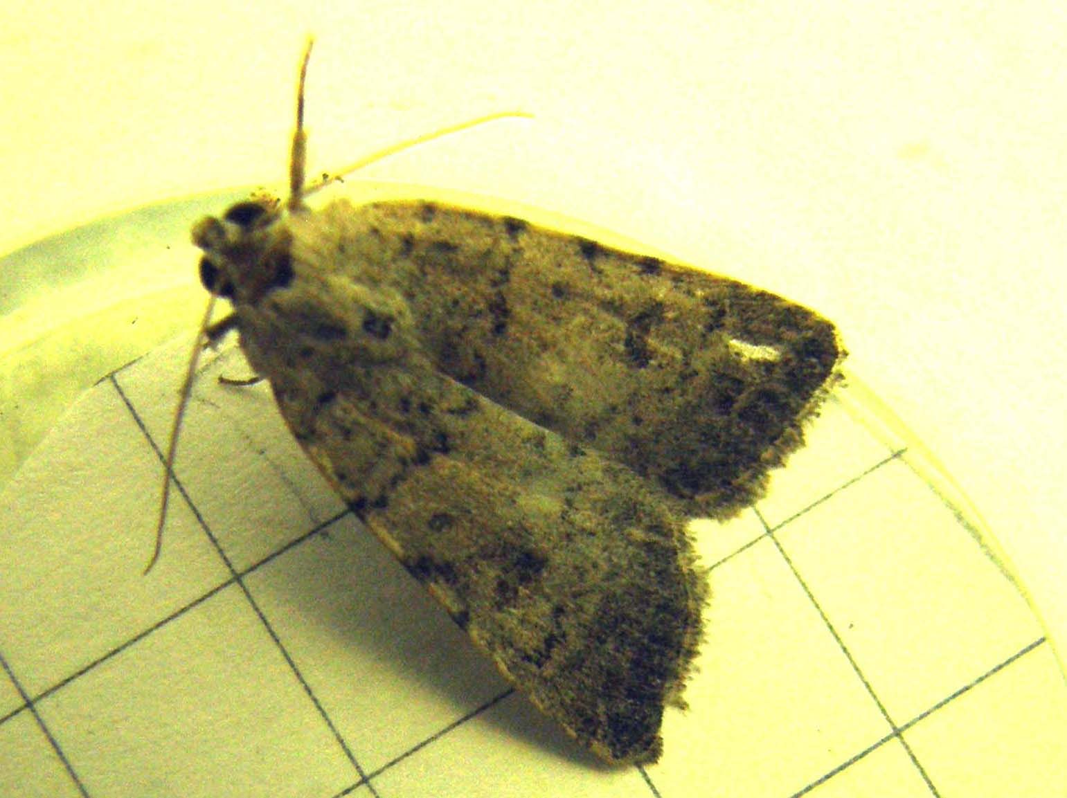 Caradrina  clavipalpis (Noctuidae)