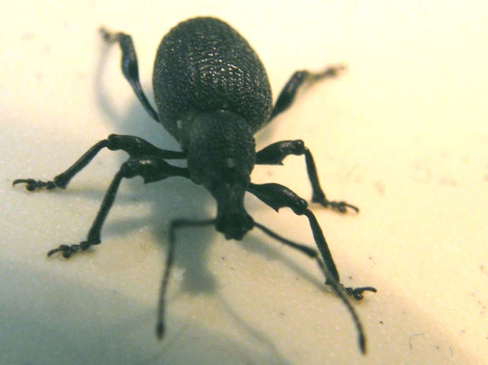 A proposito di Otiorhynchus (armadillo, salicicola, armatus)
