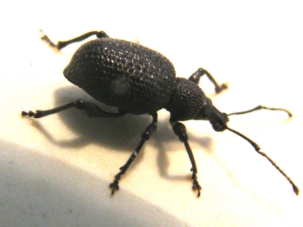 A proposito di Otiorhynchus (armadillo, salicicola, armatus)