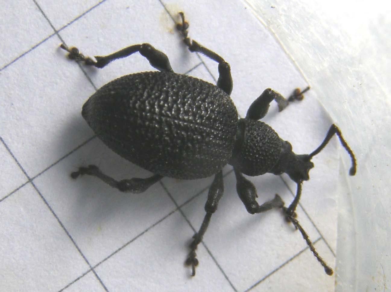 A proposito di Otiorhynchus (armadillo, salicicola, armatus)