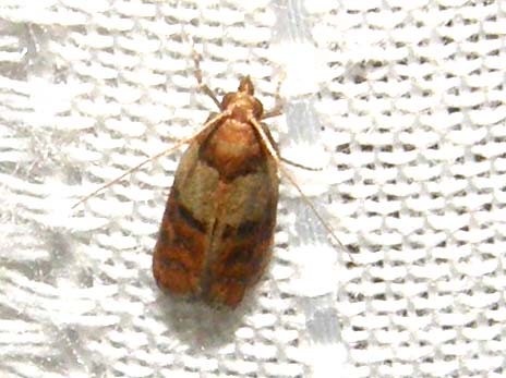 Plodia interpunctella