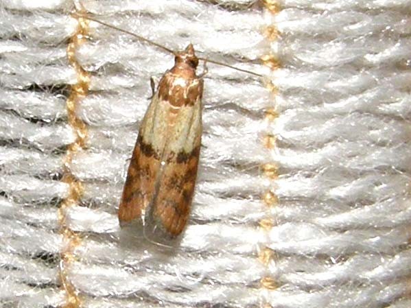 Plodia interpunctella