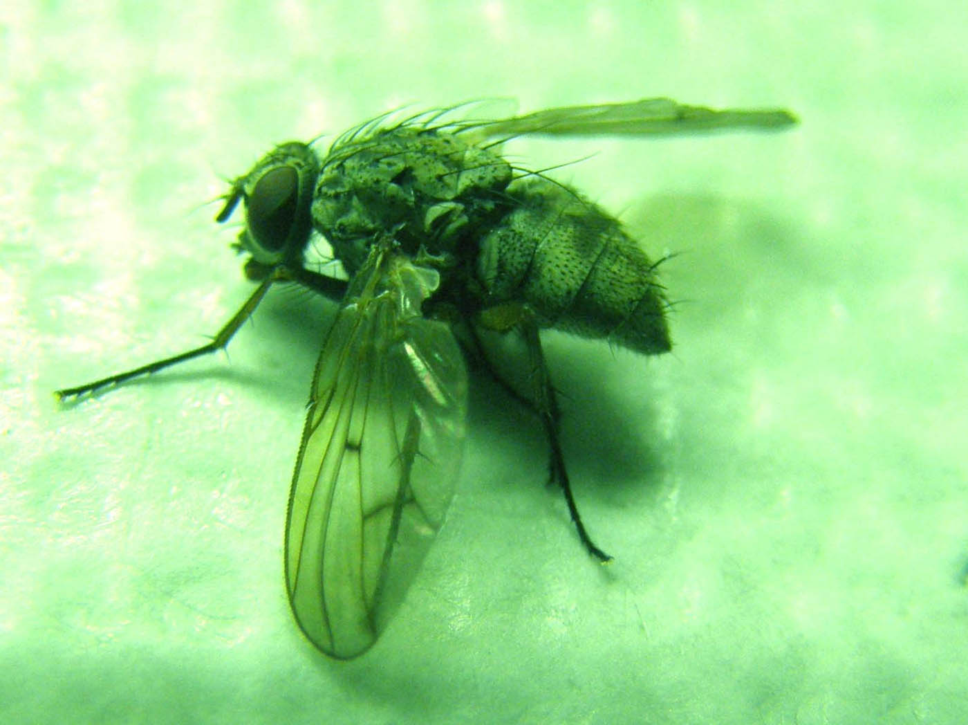 Phaonia fuscata, Muscidae