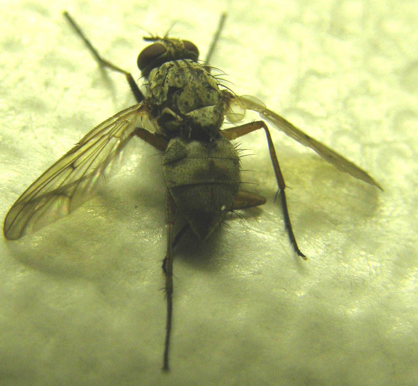 Phaonia fuscata, Muscidae