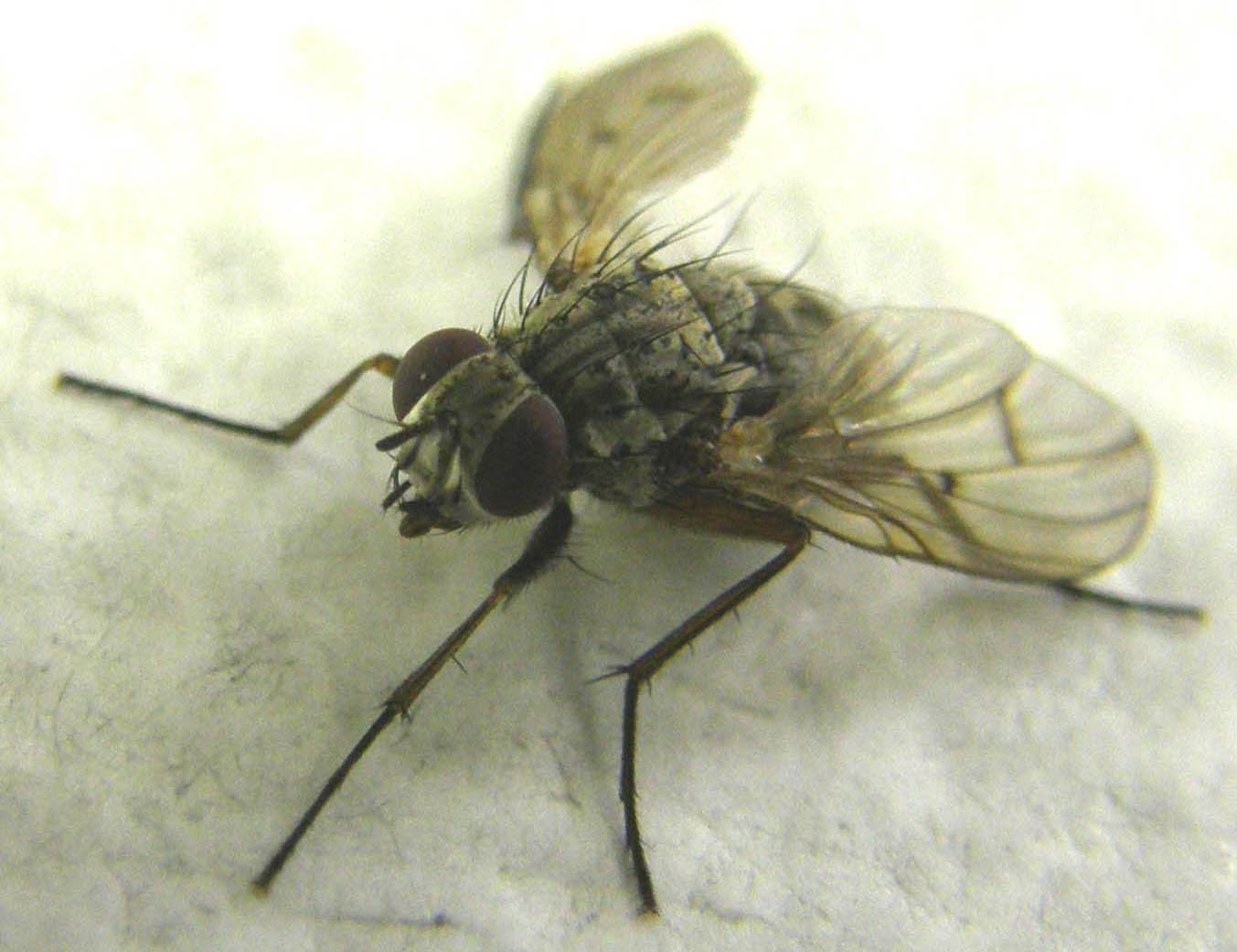 Phaonia fuscata, Muscidae