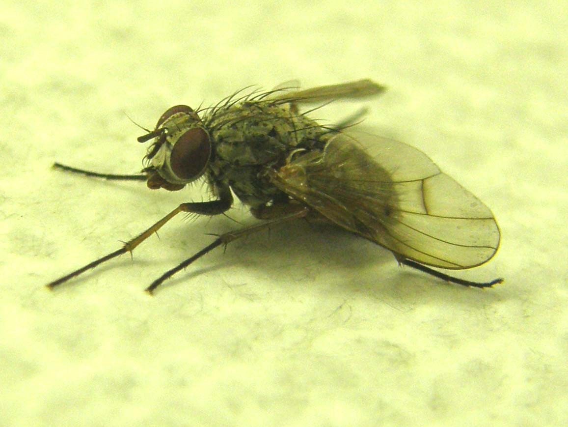Phaonia fuscata, Muscidae