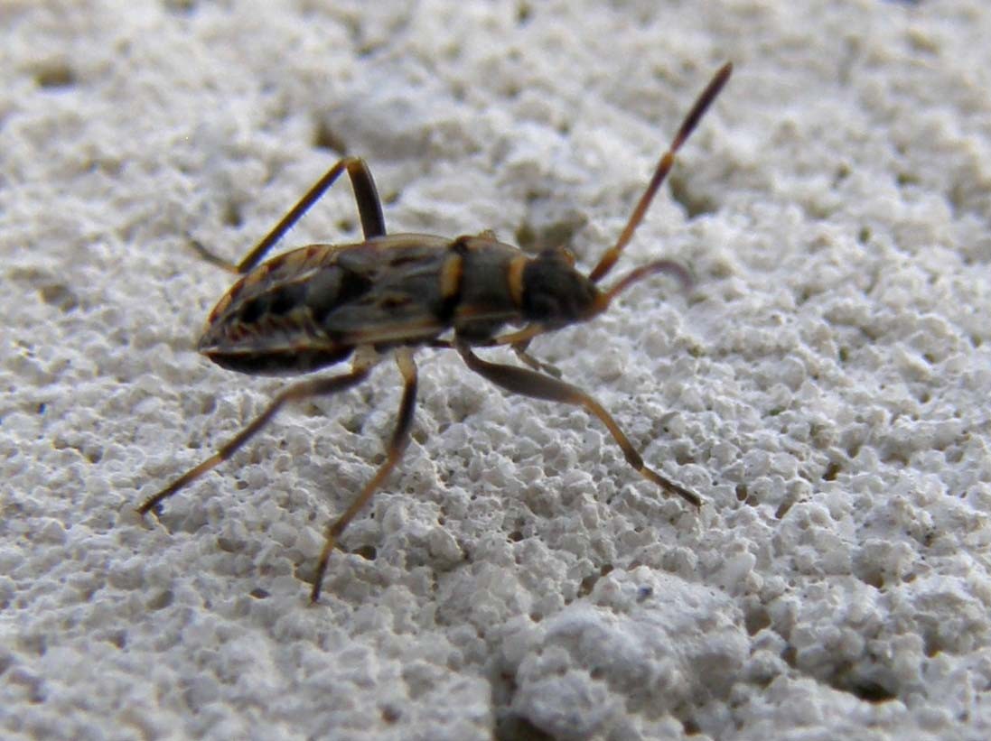 Su uno stesso muro