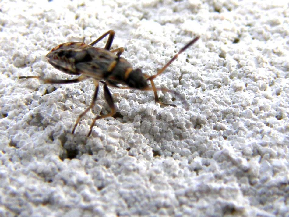 Su uno stesso muro