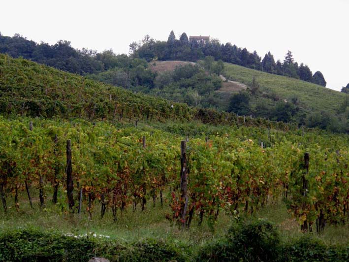 Fungo bianco e decorato da identificare