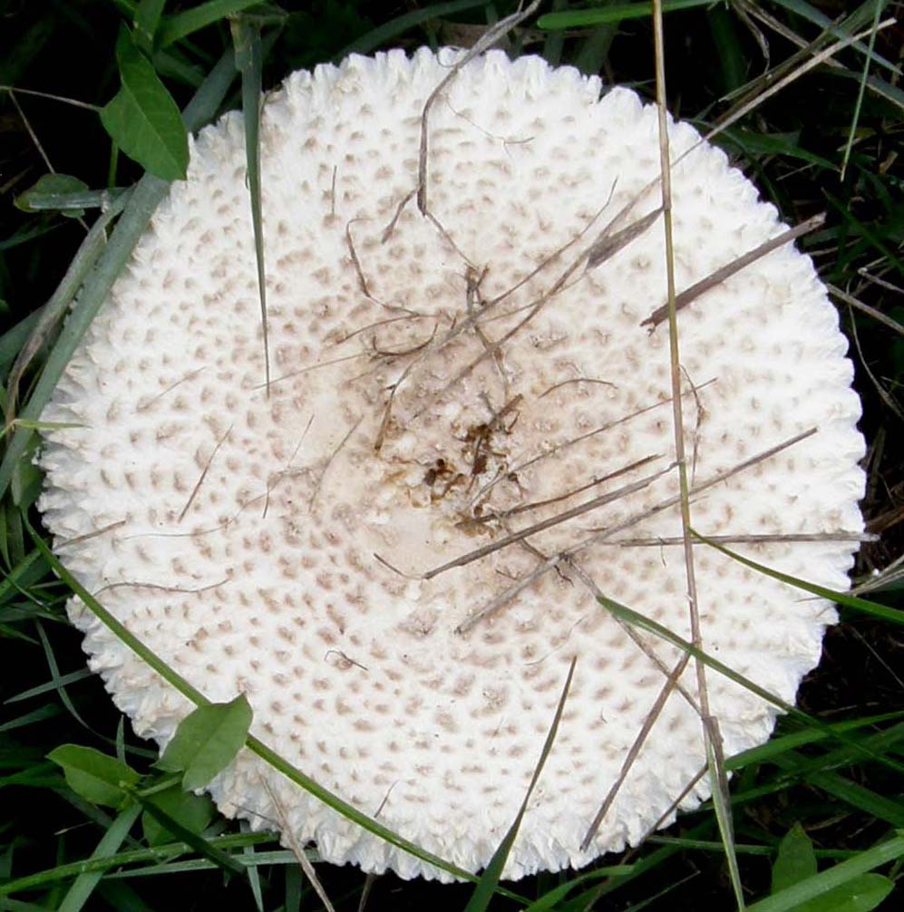 Fungo bianco e decorato da identificare