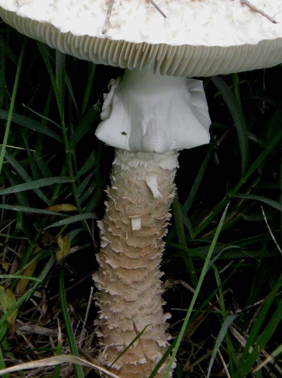 Fungo bianco e decorato da identificare