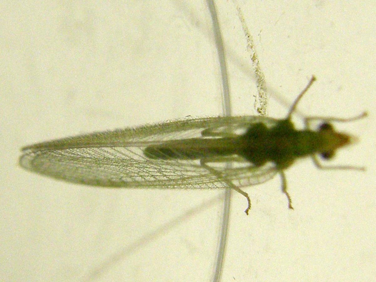 Chrysoperla sp.