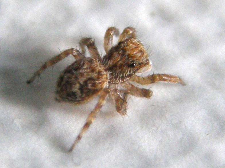 Pseudeuophrys sp.