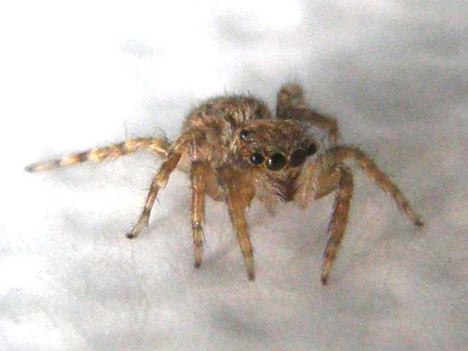 Pseudeuophrys sp.