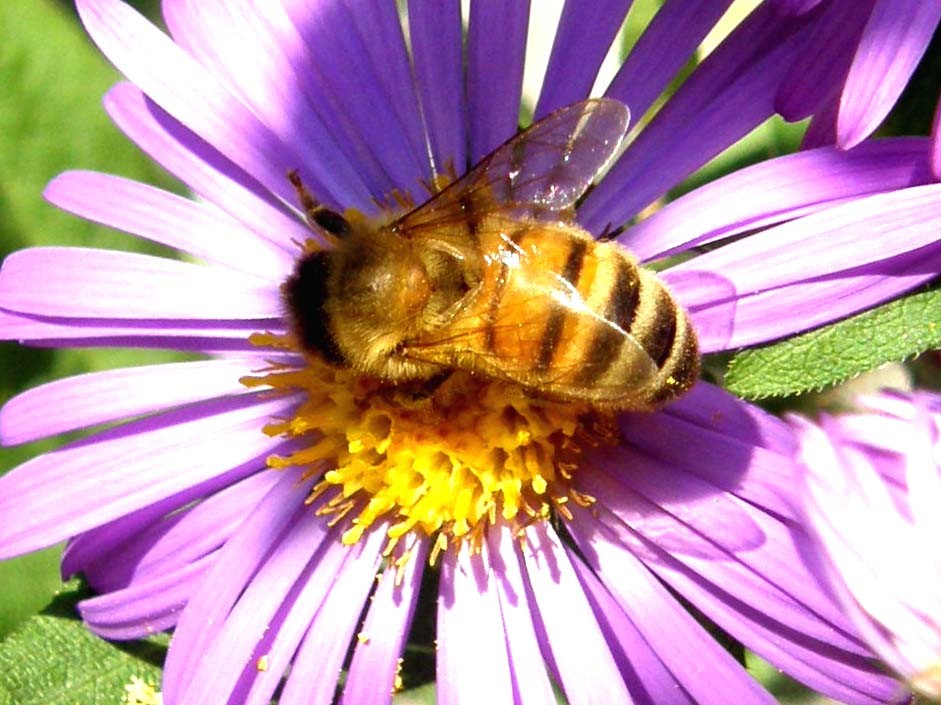 Apis mellifera e bombo da identificare