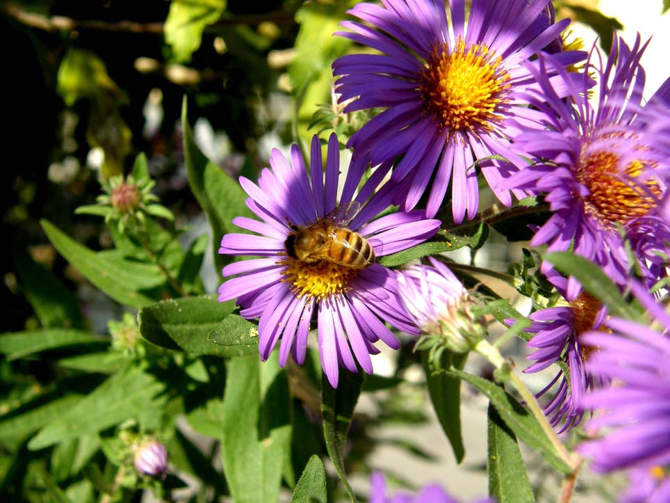 Apis mellifera e bombo da identificare