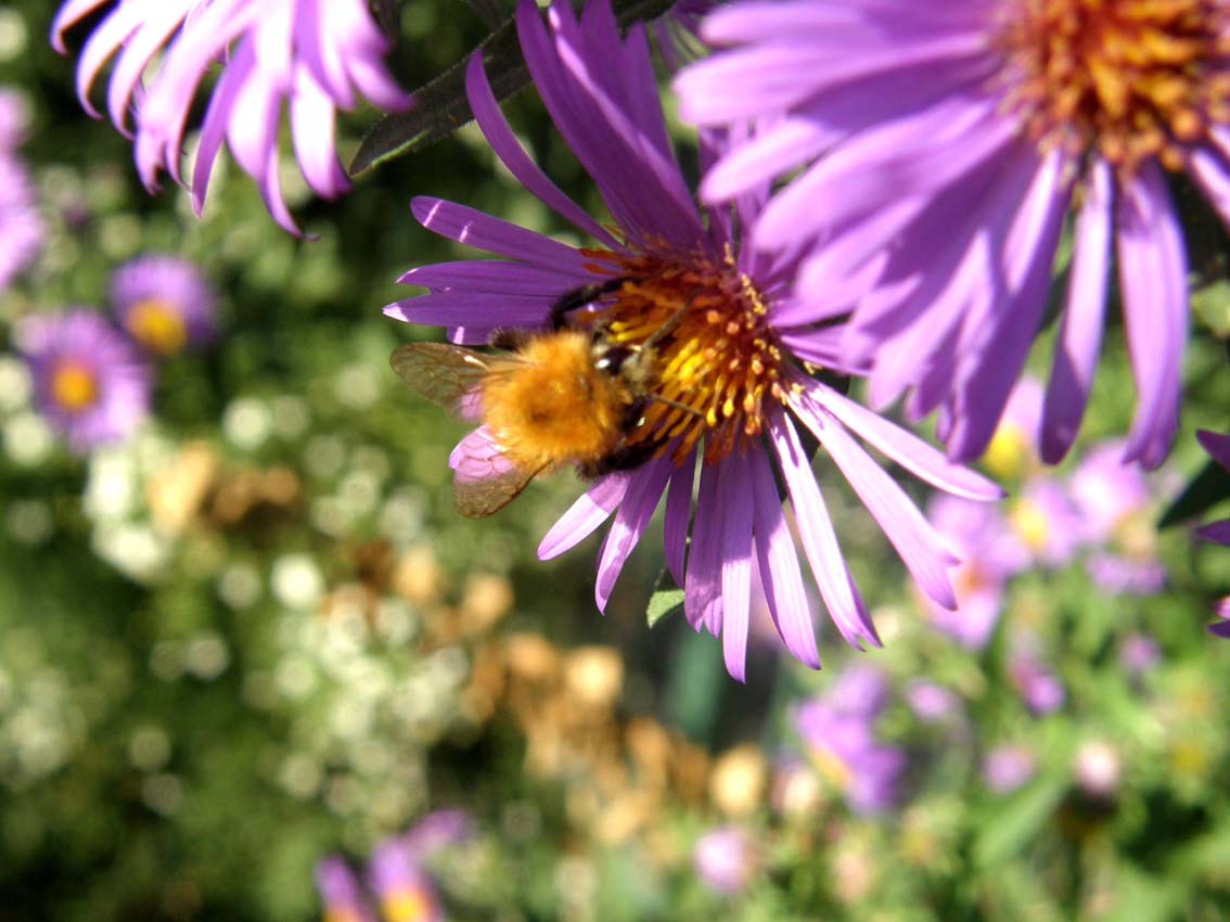 Apis mellifera e bombo da identificare