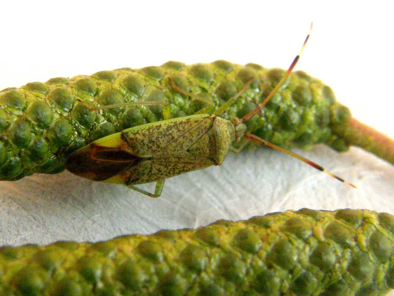 Miridae: Pantilius tunicatus della Lombardia (PV)