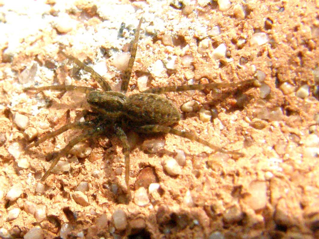 Pardosa sp.